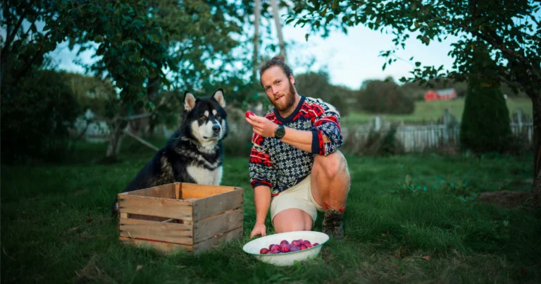 Best Organic Dog Foods in 2025