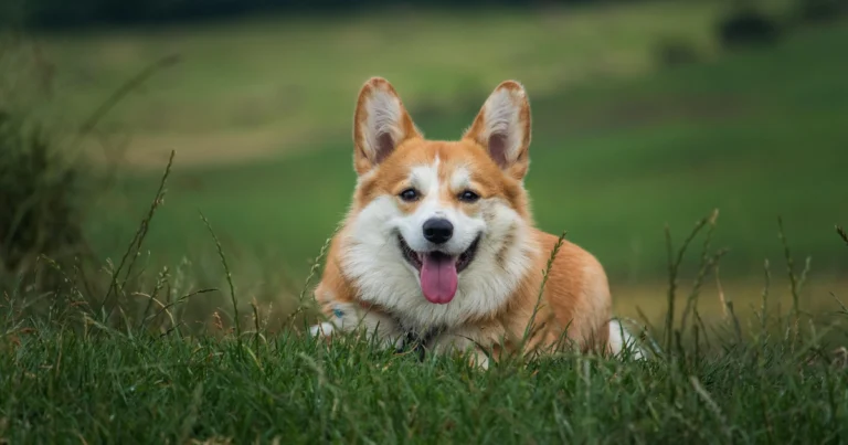 Best Senior Dog Food