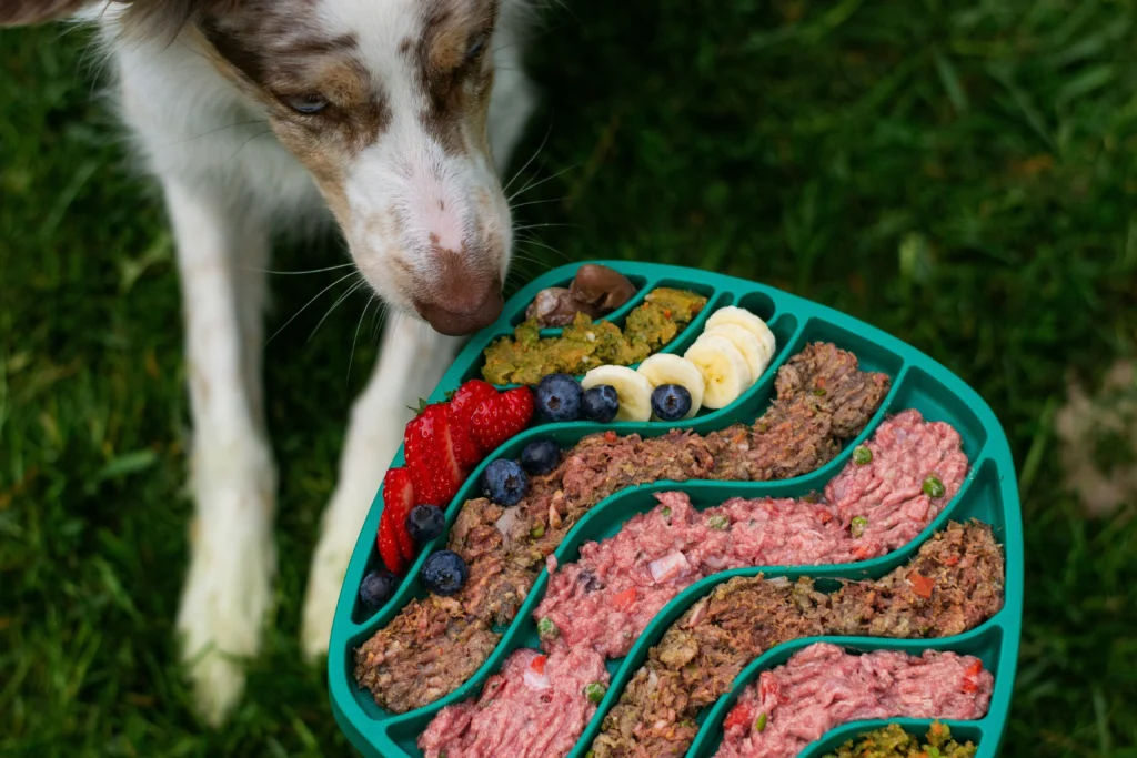 best high protein dog food best high protein dog food