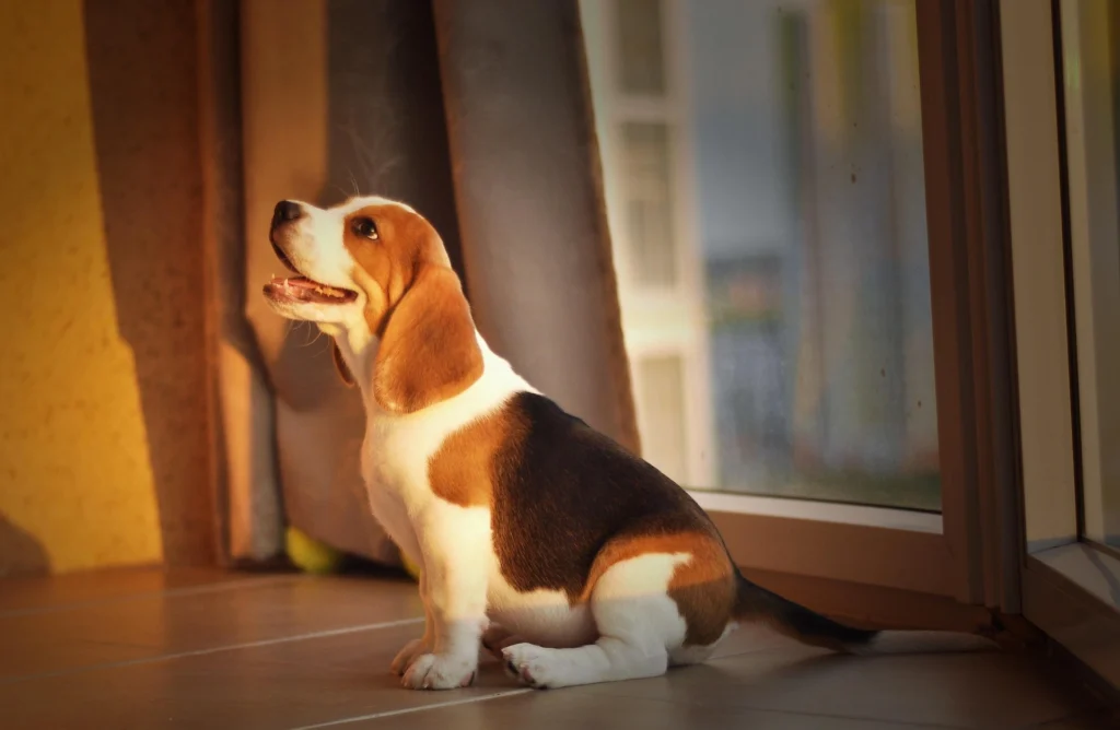 Beagle Beagle