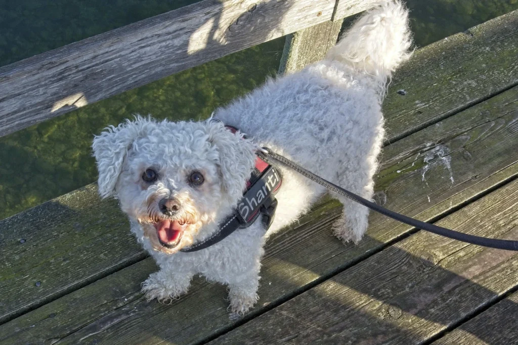 Bichon Frise Bichon Frise