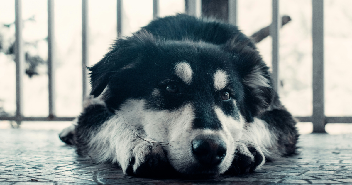dog depression