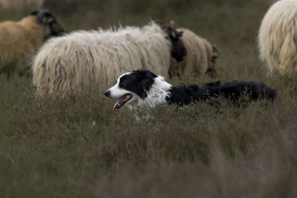 herding dog breed