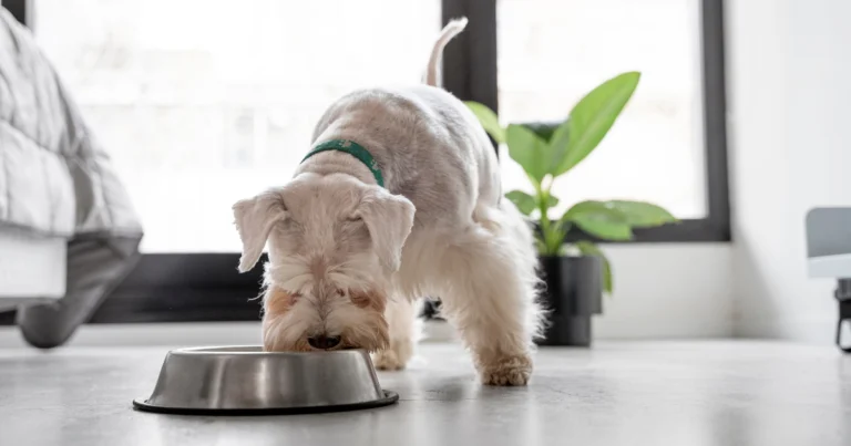 how often should I wash my dog's bowl