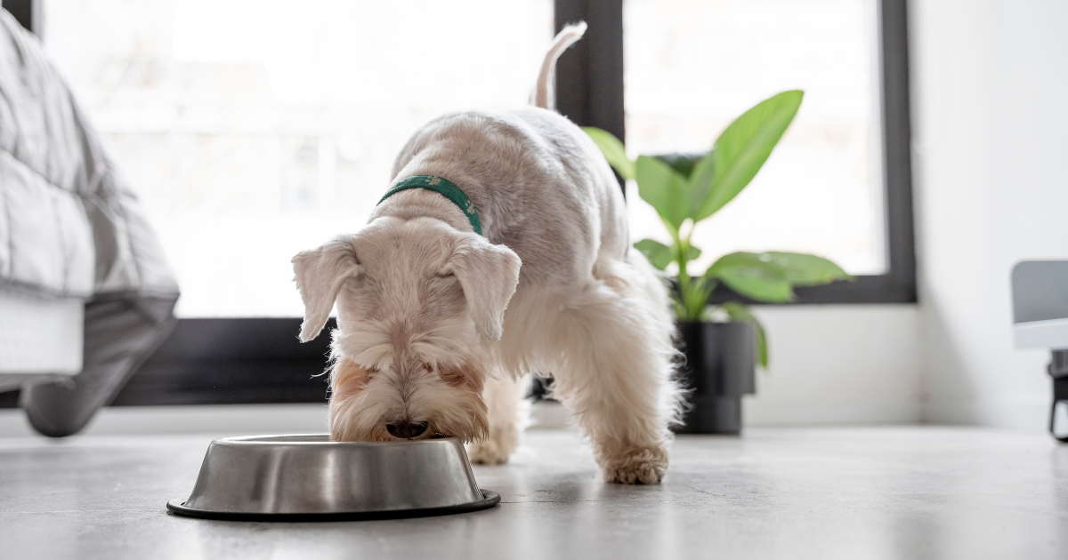 how often should I wash my dog's bowl