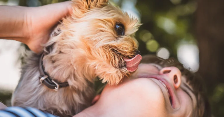 stop licking dog