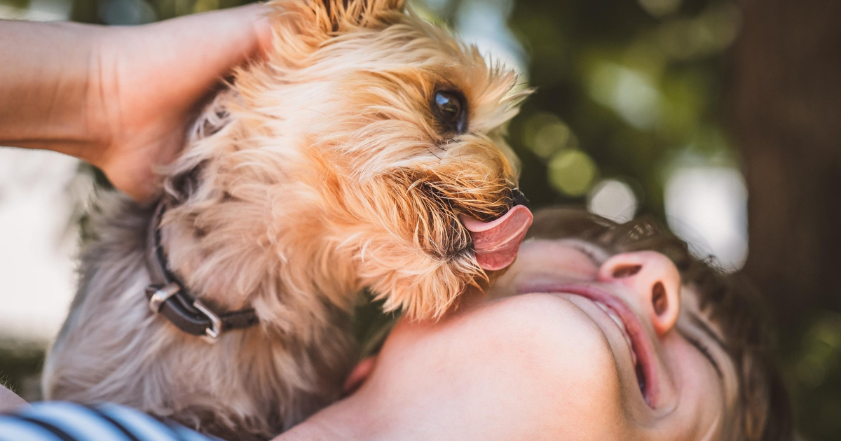 stop licking dog