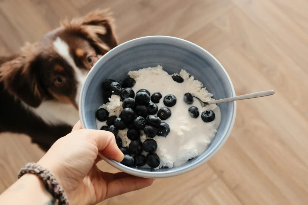 best high protein dog food best high protein dog food