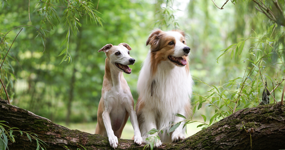 Top 5 terrier breeds
