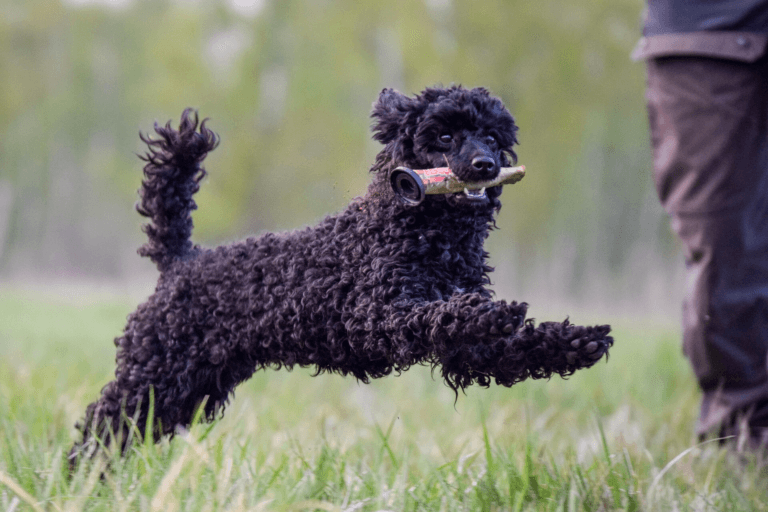 How to Train Your Dog to Fetch