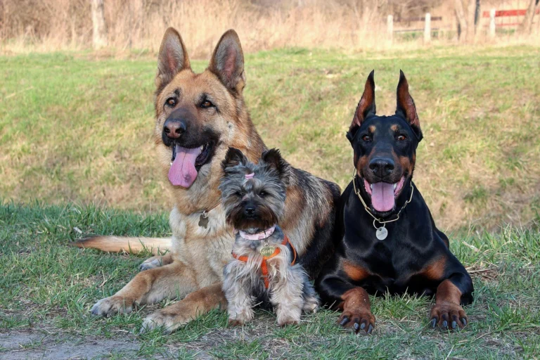 Top Protective Dog Breeds