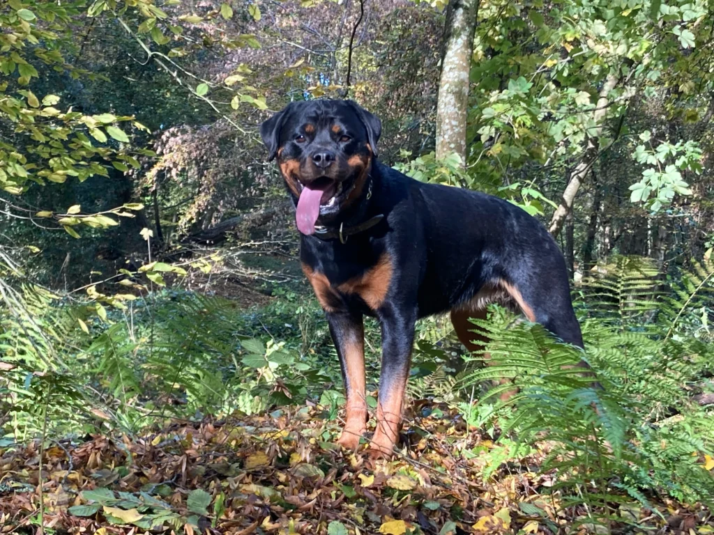 Rottweiler Rottweiler