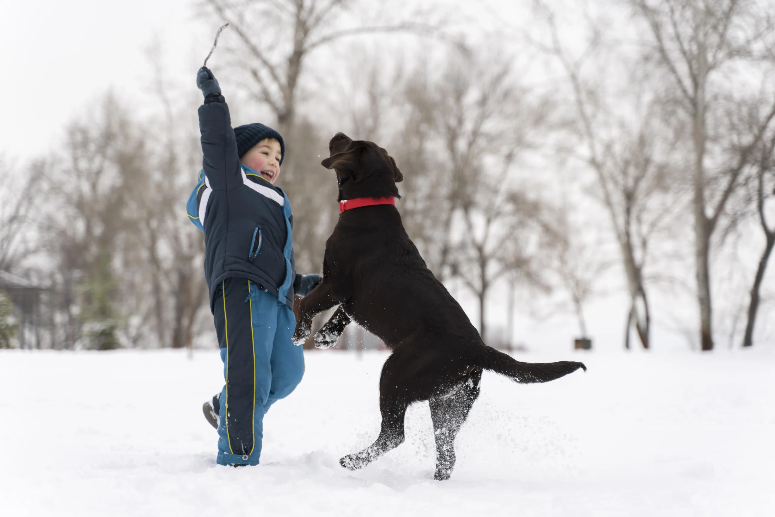 Cold Weather Dogs