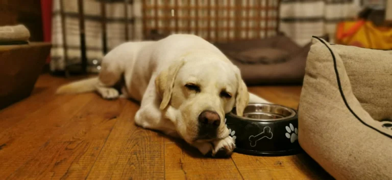 Best Dog Food for Sensitive Stomachs