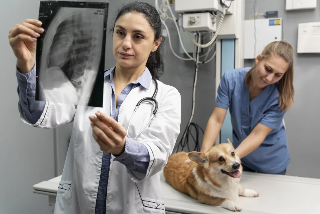 enlarged heart in dogs
