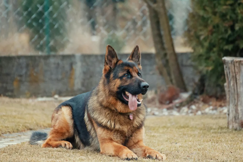 German Shepherd German Shepherd