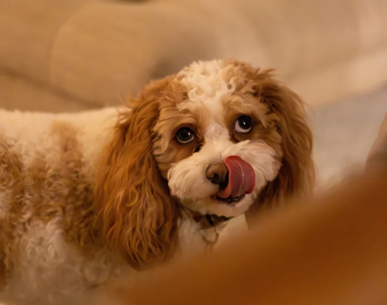 Cavapoo Dog Breed