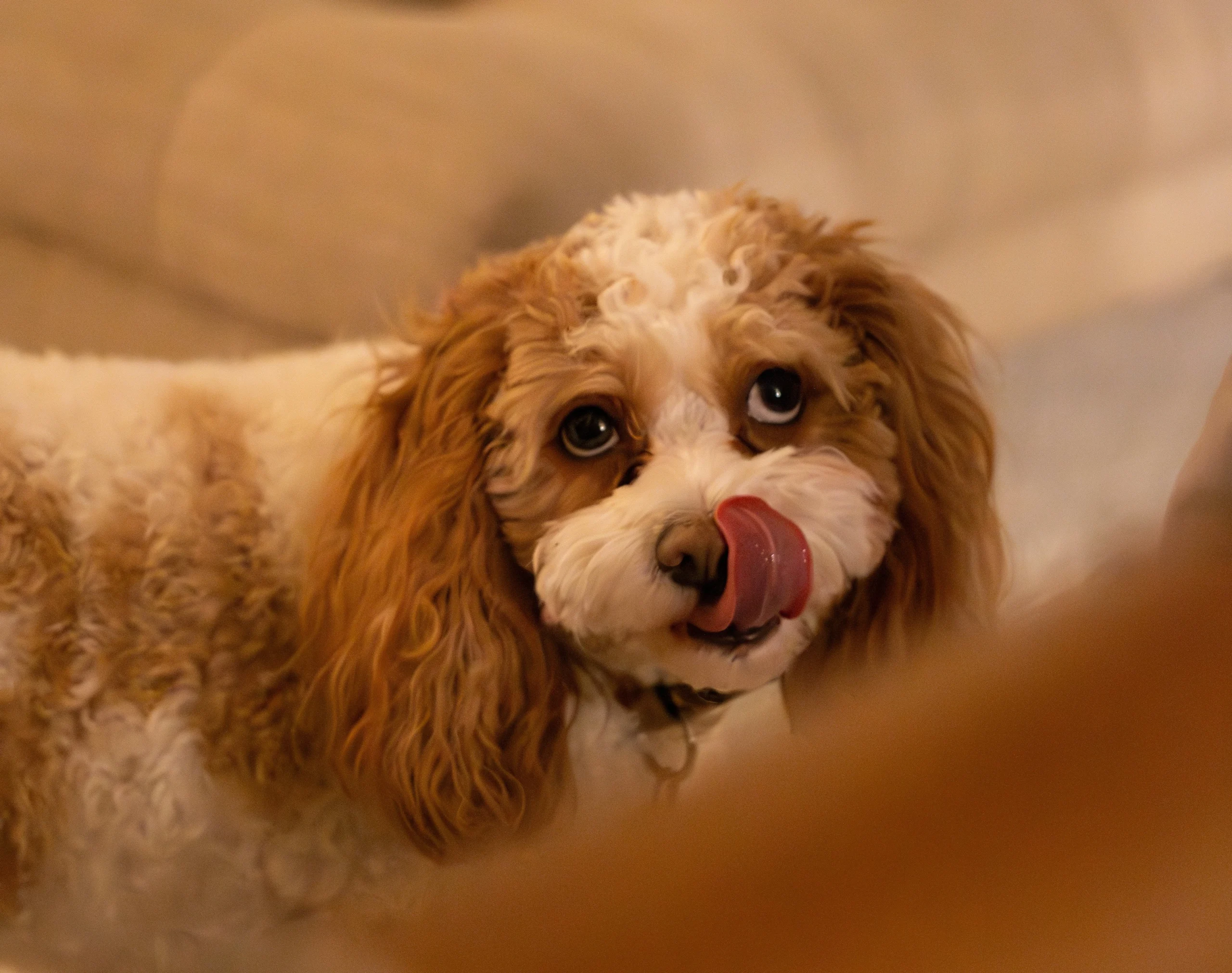 Cavapoo Dog Breed